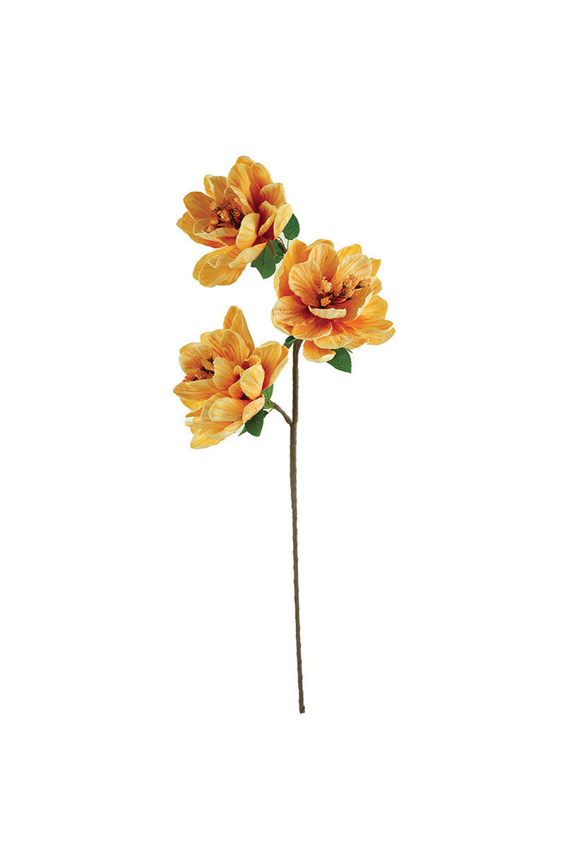 Botanicas