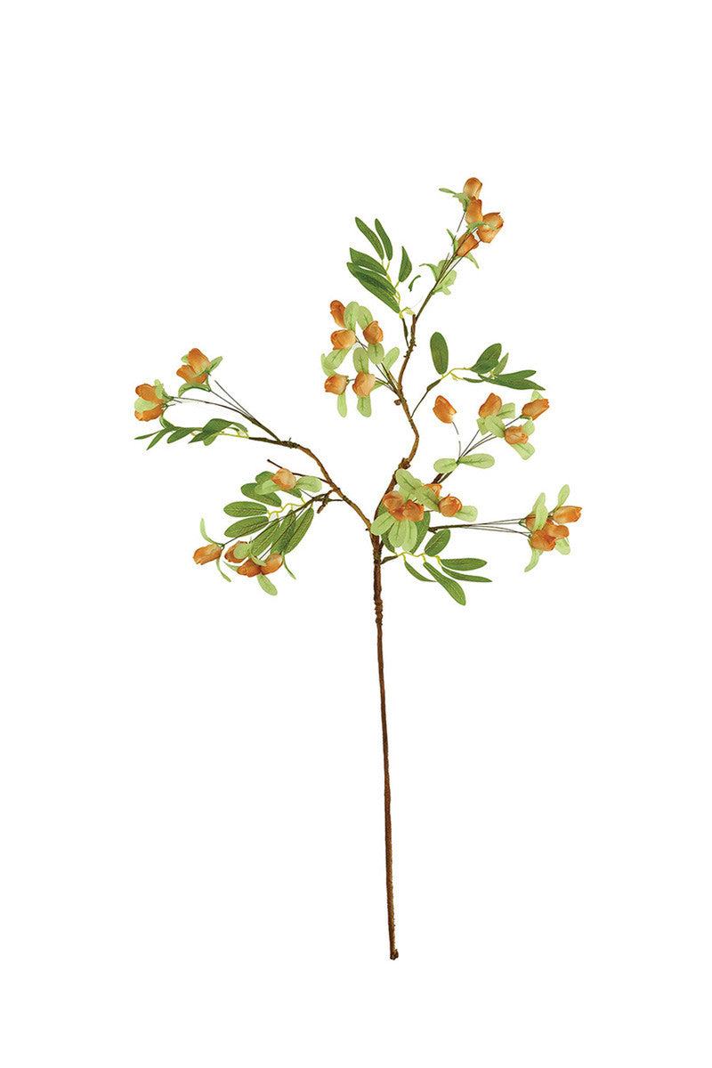 Botanicas