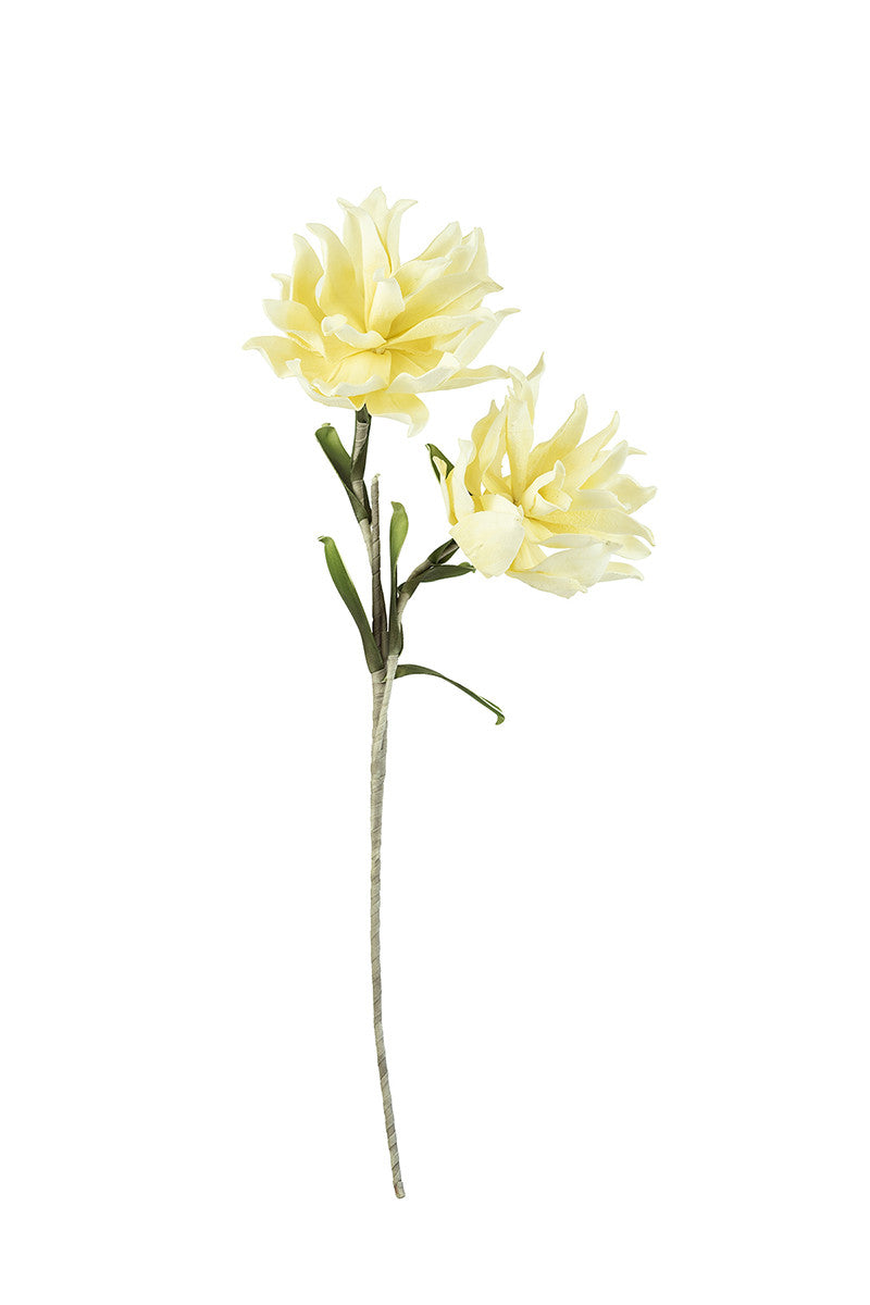 Botanicas