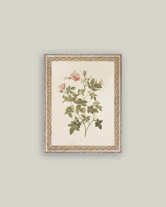 Rosa Framed Antique Art