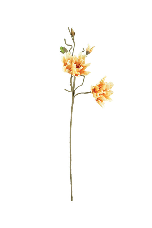 Botanicas